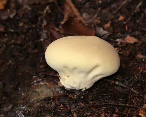 Lycoperdon flavotinctum