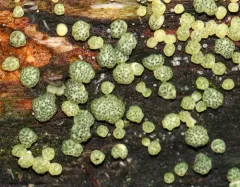 Trichoderma strictipile thumbnail 3