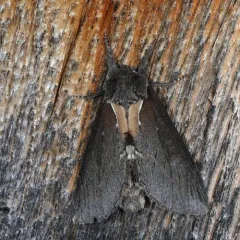 Elegant Prominent thumbnail 3