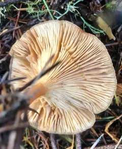 tawny funnel cap thumbnail 3