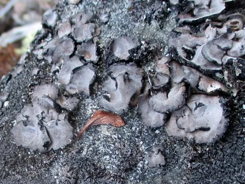 Questionable Rocktripe Lichen