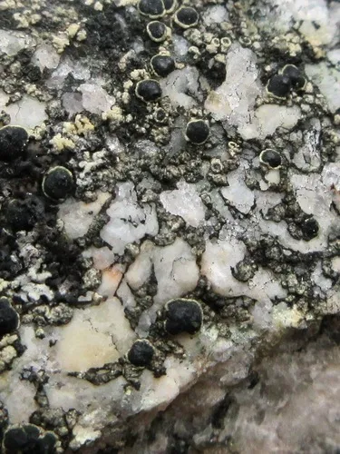 Buellia ocellata
