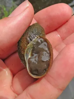 Mammoth Lymnaea thumbnail 1