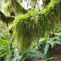 Cat's Tail Moss thumbnail 3