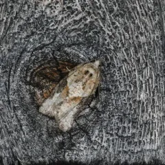 Gray-banded Leafroller Moth thumbnail 2