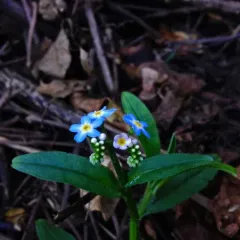 water forget-me-not thumbnail 2