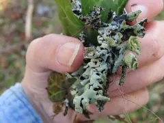 Beaded Tube Lichen thumbnail 3