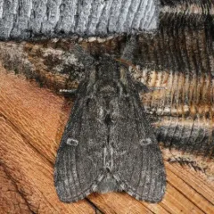 Northern Finned Prominent thumbnail 4