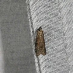 Dried Fruit Moth thumbnail 3