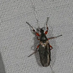 Yellow-footed March fly thumbnail 3