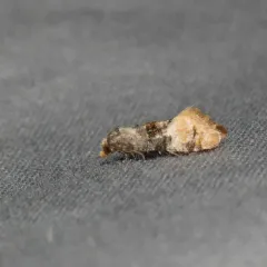 Birch Conch thumbnail 2