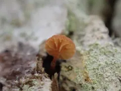 Phaeomarasmius rimulincola thumbnail 3