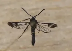 Helenis clearwing thumbnail 2
