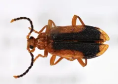 Ischalia californica thumbnail 1