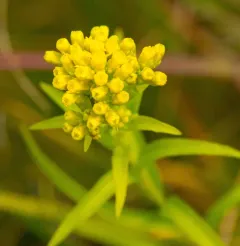 Riddell's goldenrod thumbnail 3