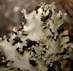 Black Sheet Lichen thumbnail 1
