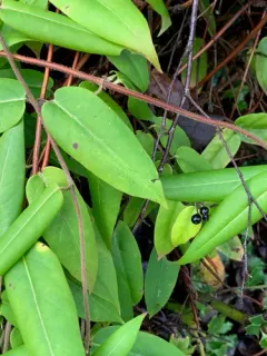 Henry's honeysuckle thumbnail 2