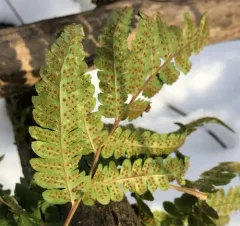Clinton's wood fern thumbnail 3