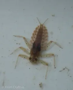 Epeorus deceptivus thumbnail 2