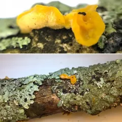 Femsjonia peziziformis thumbnail 3