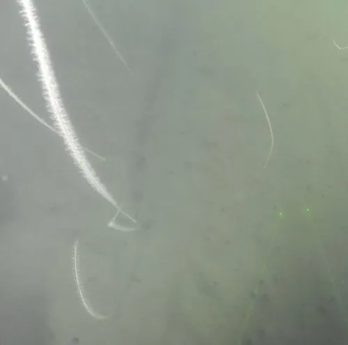 Willemoes’s Sea Whip