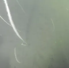 Willemoes’s Sea Whip thumbnail 1