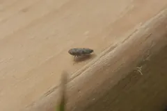 Deltocephalus pulicaris thumbnail 2