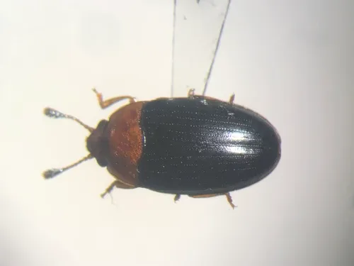 Triplax flavicollis