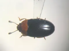 Triplax flavicollis thumbnail 1