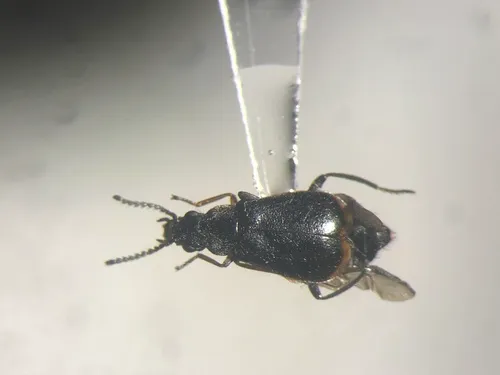 Attalus terminalis