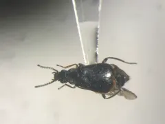 Attalus terminalis thumbnail 1