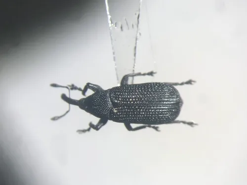 Magdalis perforata