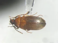 Isomira sericea thumbnail 2