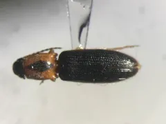 Spineless Click Beetle thumbnail 3