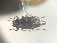 Sifting Metallic Wood-borer thumbnail 2