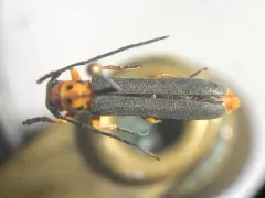 Oberea schaumii thumbnail 4