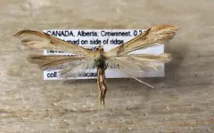 Balsamroot Plume Moth thumbnail 2