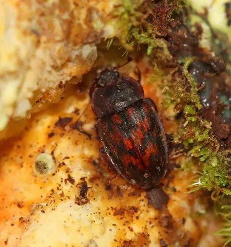 Phenolia grossa
