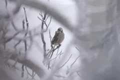 Hawfinch thumbnail 2