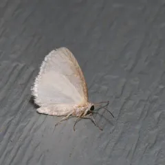 White Spring Moth thumbnail 4