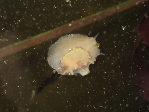 Lamellaria diegoensis