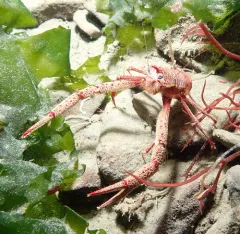 Four-Spined Squat Lobster thumbnail 3