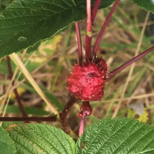 Diastrophus turgidus