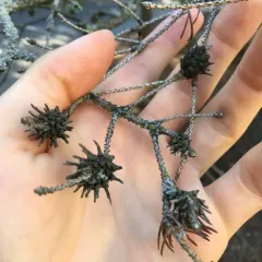 Pineapple-gall Adelgid thumbnail 2
