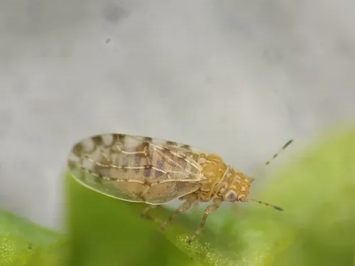 Agonoscena succincta