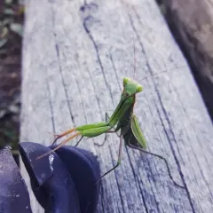 European Mantis thumbnail 4