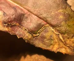 Phytomyza penstemonis thumbnail 4