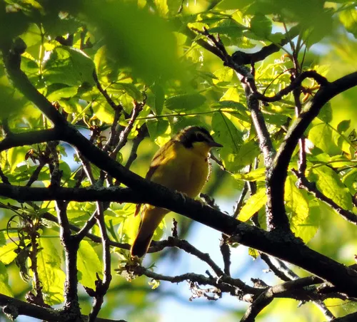 Kentucky Warbler