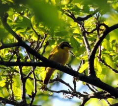 Kentucky Warbler thumbnail 1