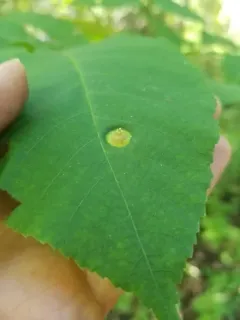 Phylloxera caryaefoliae thumbnail 1